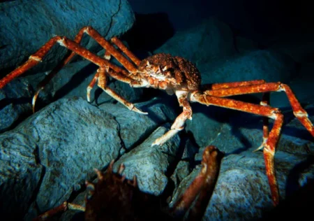 King Crabs: From Ocean Depths to Culinary Delights