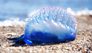 The Portuguese Man of War: