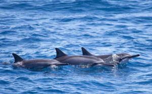 Dolphin Watching in New Zealand: Where to Meet These Playful Marine Mammals