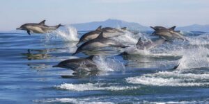 Dolphin Watching in New Zealand