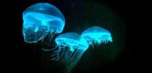 Deep-Sea Bioluminescence