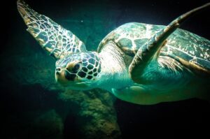 Saving Sea Turtles: Conservation Efforts for These Gentle Ocean Giants