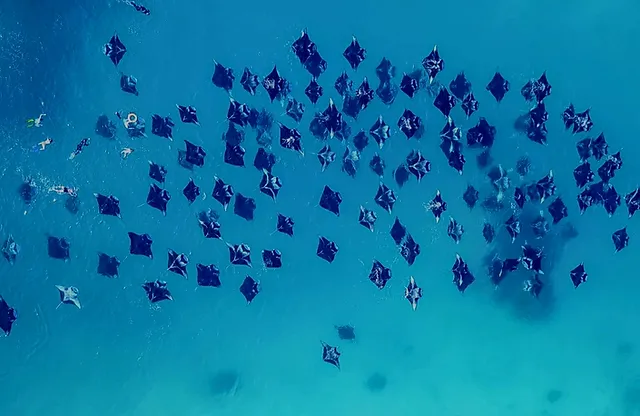 8 Destinations to swim with Manta Rays