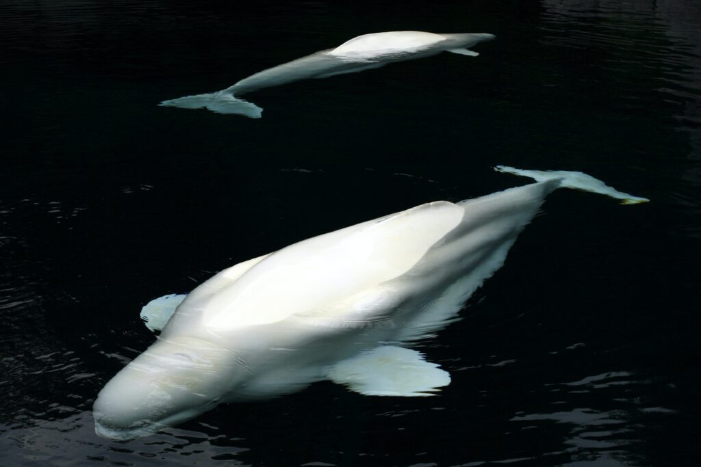 Beluga Whales: The Playful Arctic Spirits of the Sea