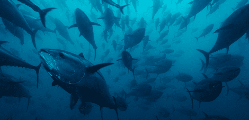 The Life & Habits of The  Atlantic Bluefin Tuna 