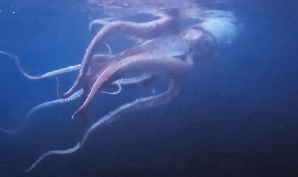 Giant Squid: Unraveling the Mysteries of the Deep