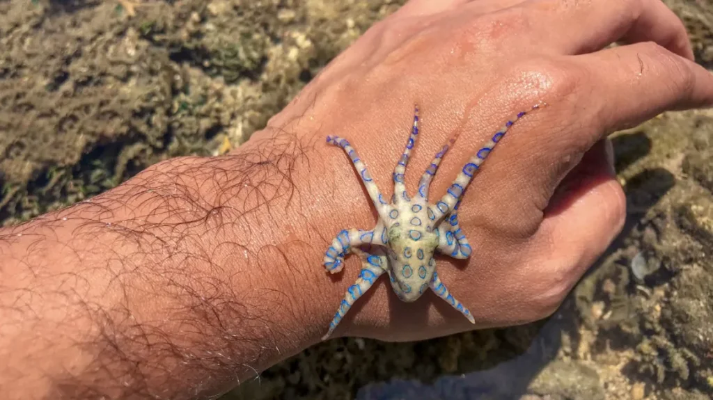 The Blue-Ringed Octopus: The Deadly Reef Dweller