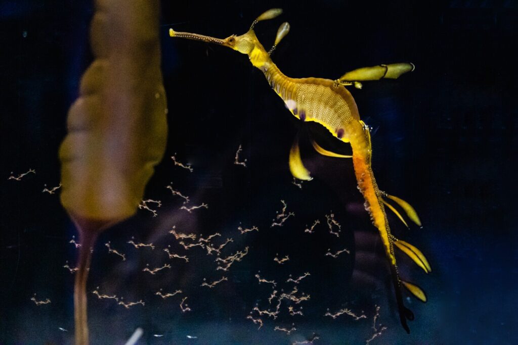 The Leafy Sea Dragon: Among the Strangest Ocean Creatures