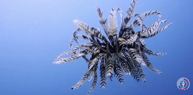 The Astonishing World of Swimming Feather Stars and Other Strange Ocean Creatures