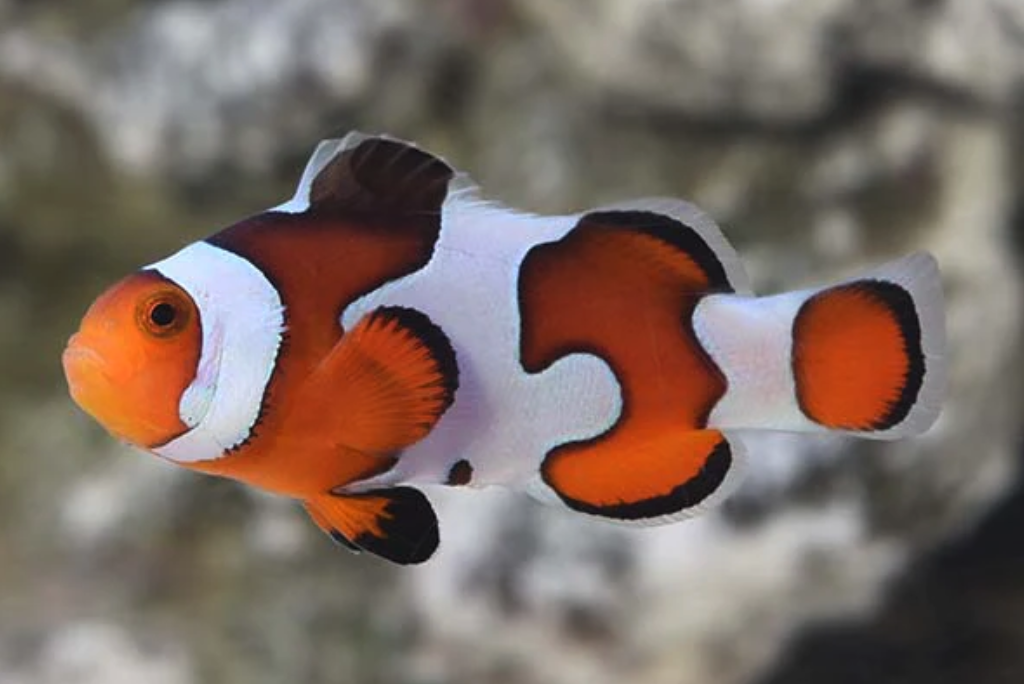 The Vibrant Odyssey of Clown Fish: Nature's Underwater Jewels