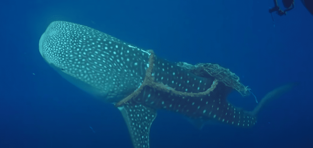 Divers Free Whale Shark: A Remarkable Rescue off the Coast of Mexico