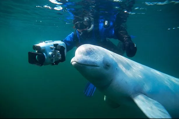 Beluga Whales: The Playful Arctic Spirits of the Sea