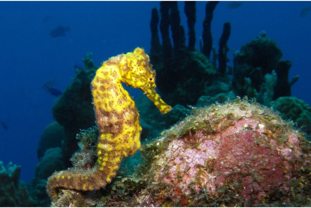 Seahorse Conservation: Preserving Fragile Ocean Life