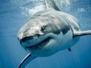 Sharks: Apex Predators of the Sea