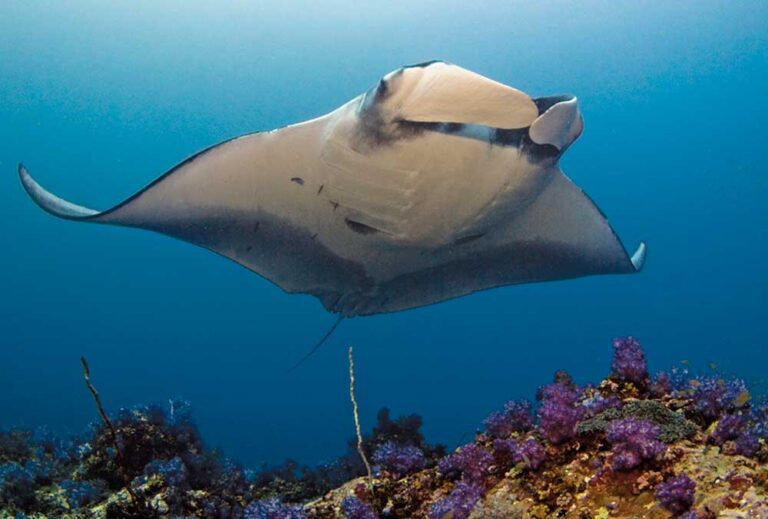 Beneath the Waves: The Conservation of Magnificent Manta Rays