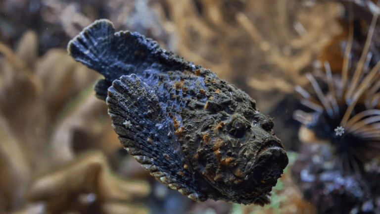 Stonefish: Masters of Camouflage and Venom