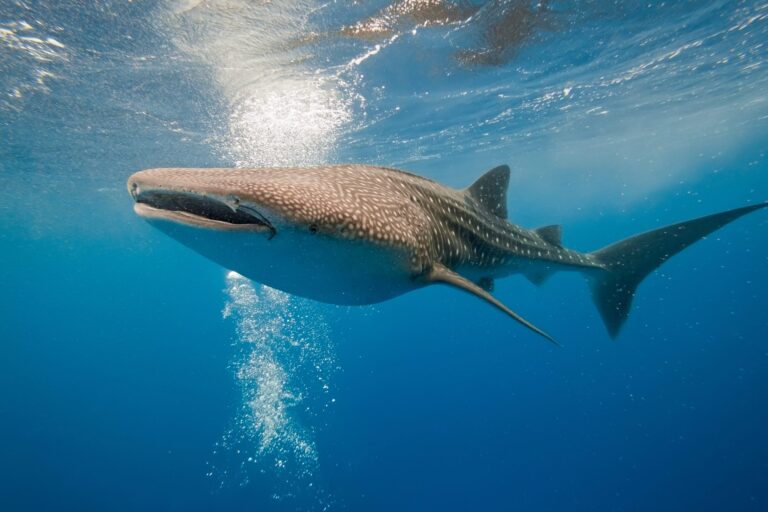 Whale Sharks: Swimming with Gentle Giants in the Philippines