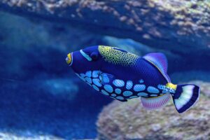 The Curious Case of Triggerfish