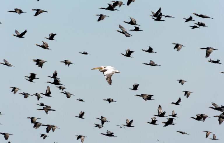 The Migration of Albatross: Masters of Long-Distance Travel