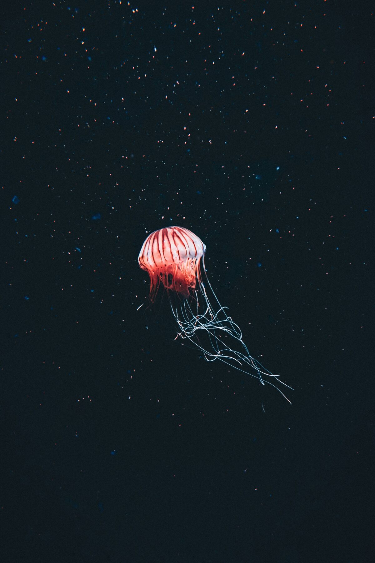 The Diverse World of DeepSea Creatures Adaptations to Extremes